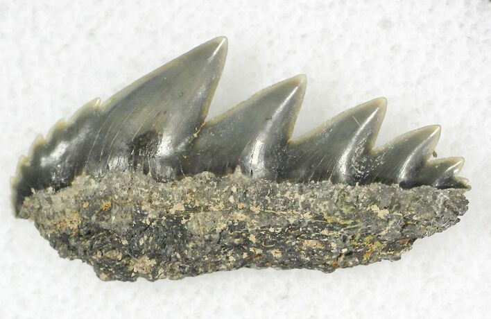 Fossil Cow Shark (Notorynchus) Tooth - Maryland #21317